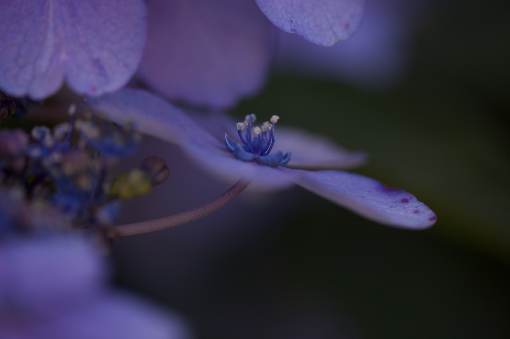 Hortensie