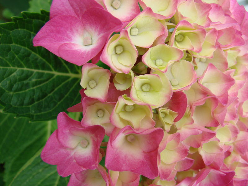 Hortensie