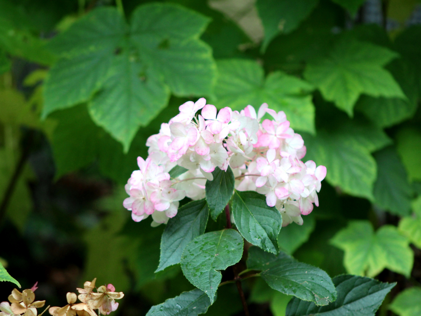 Hortensie