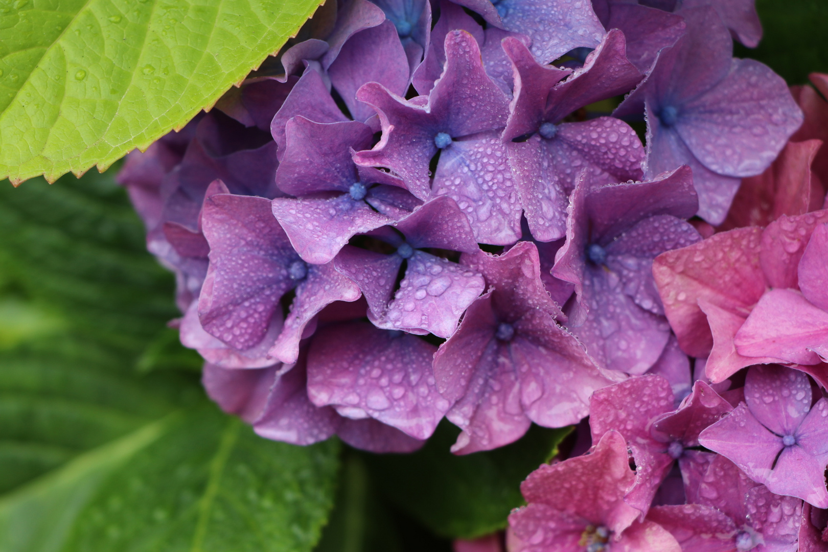 Hortensie