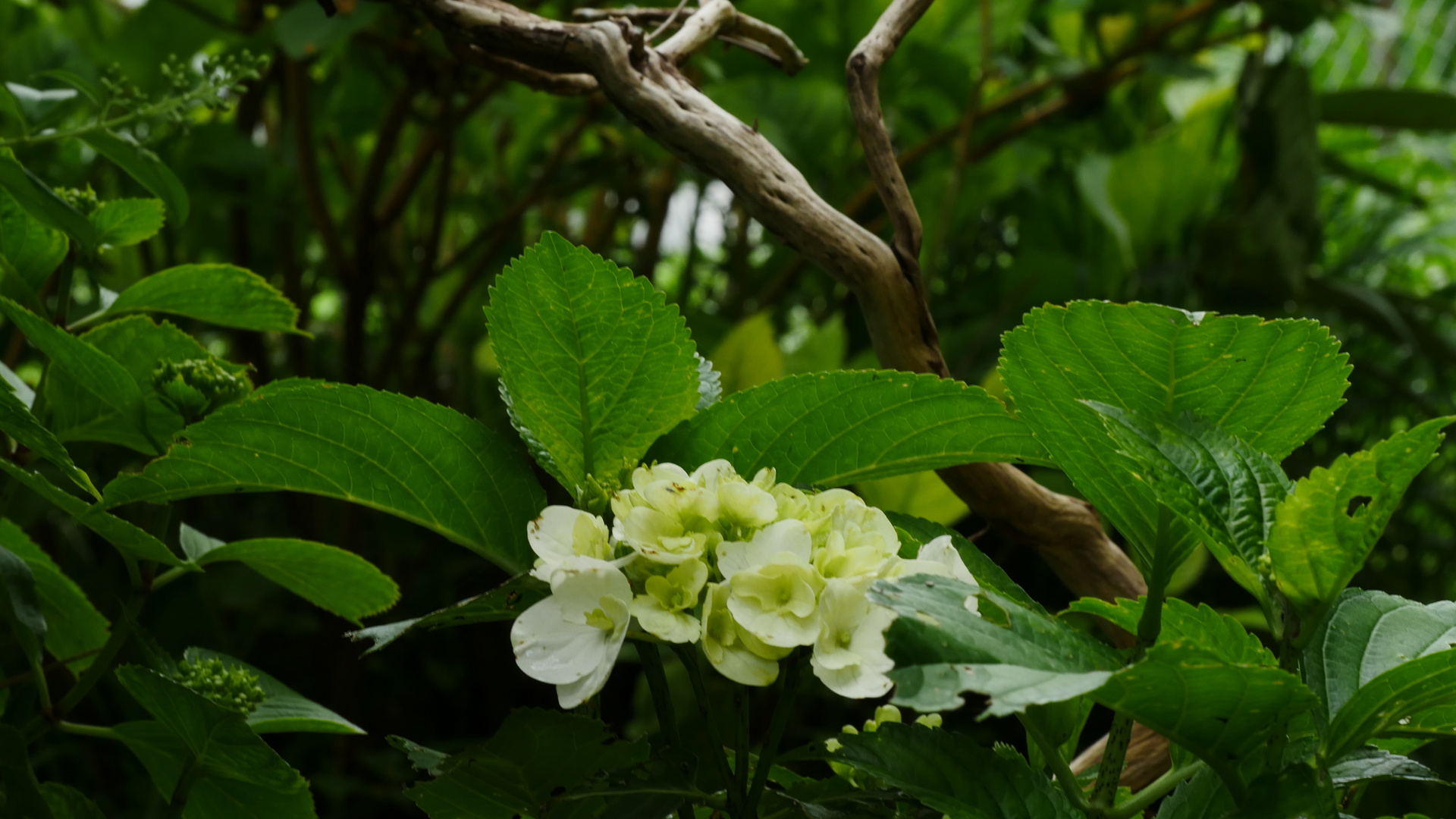 Hortensie