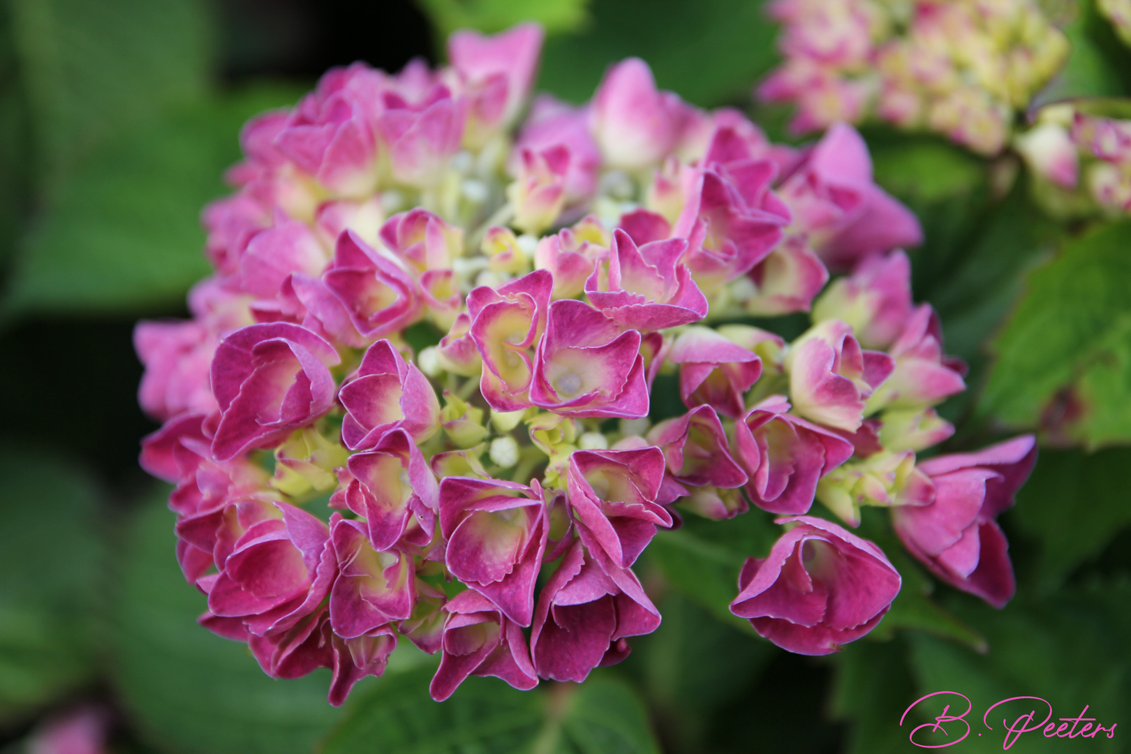 Hortensie