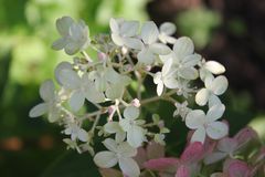 hortensie