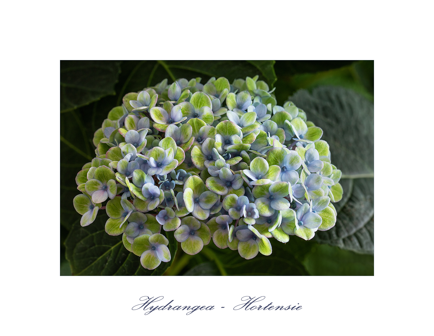 Hortensie -