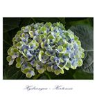 Hortensie -