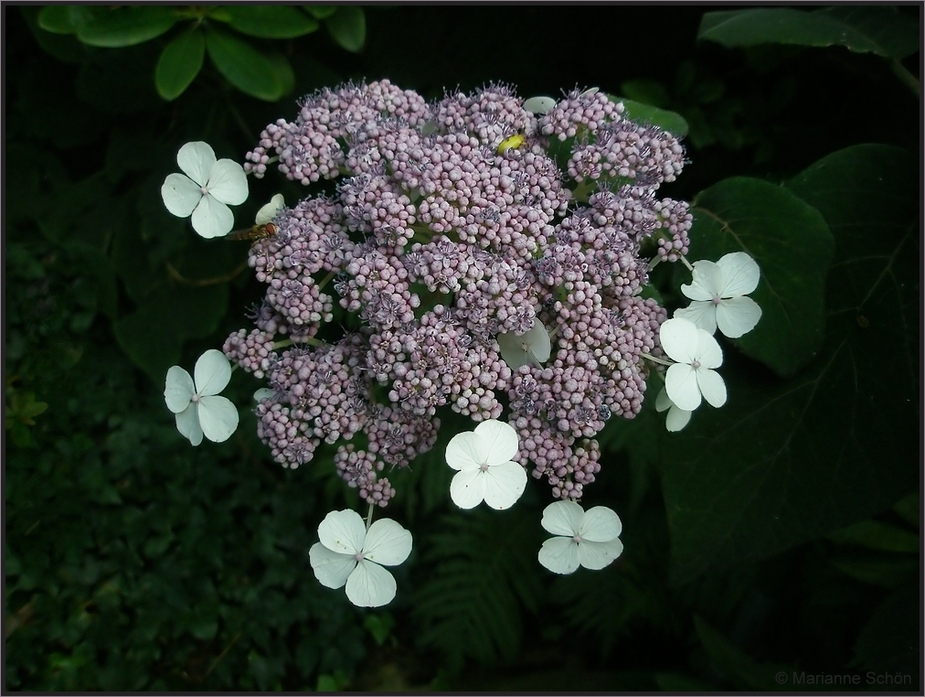 Hortensie