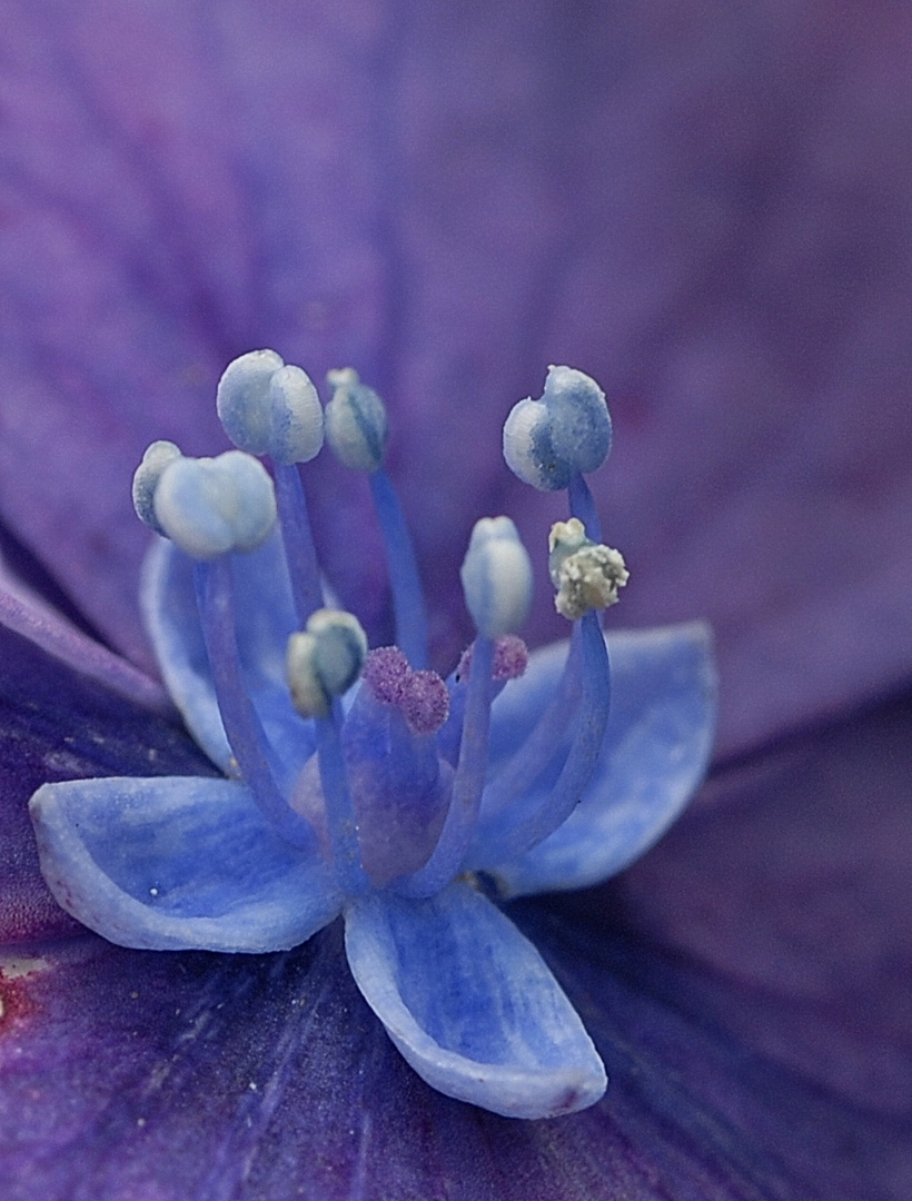 Hortensie