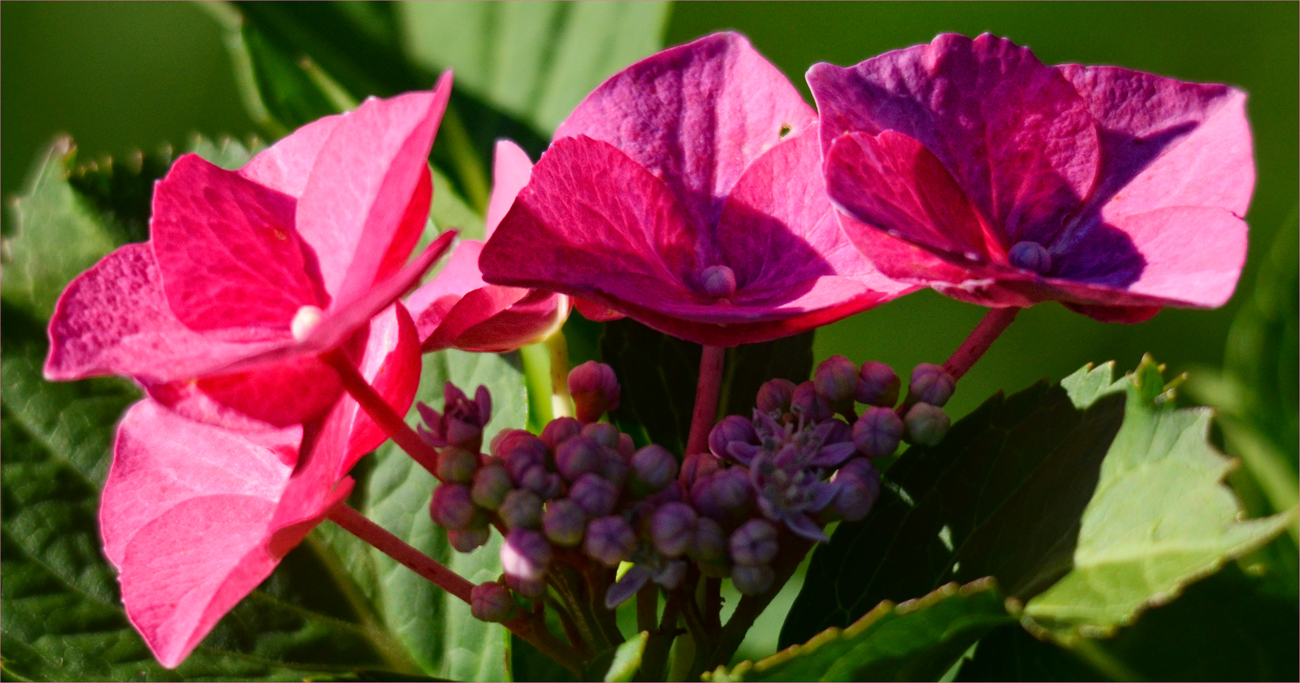 HORTENSIE