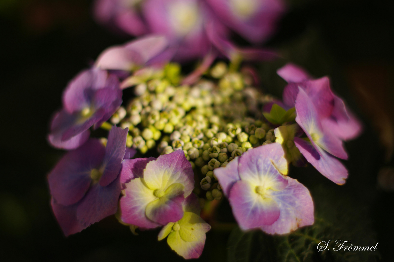 Hortensie