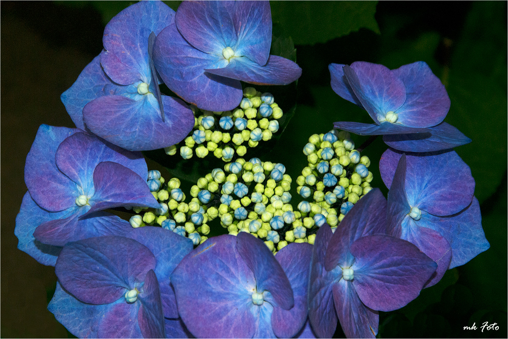 Hortensie