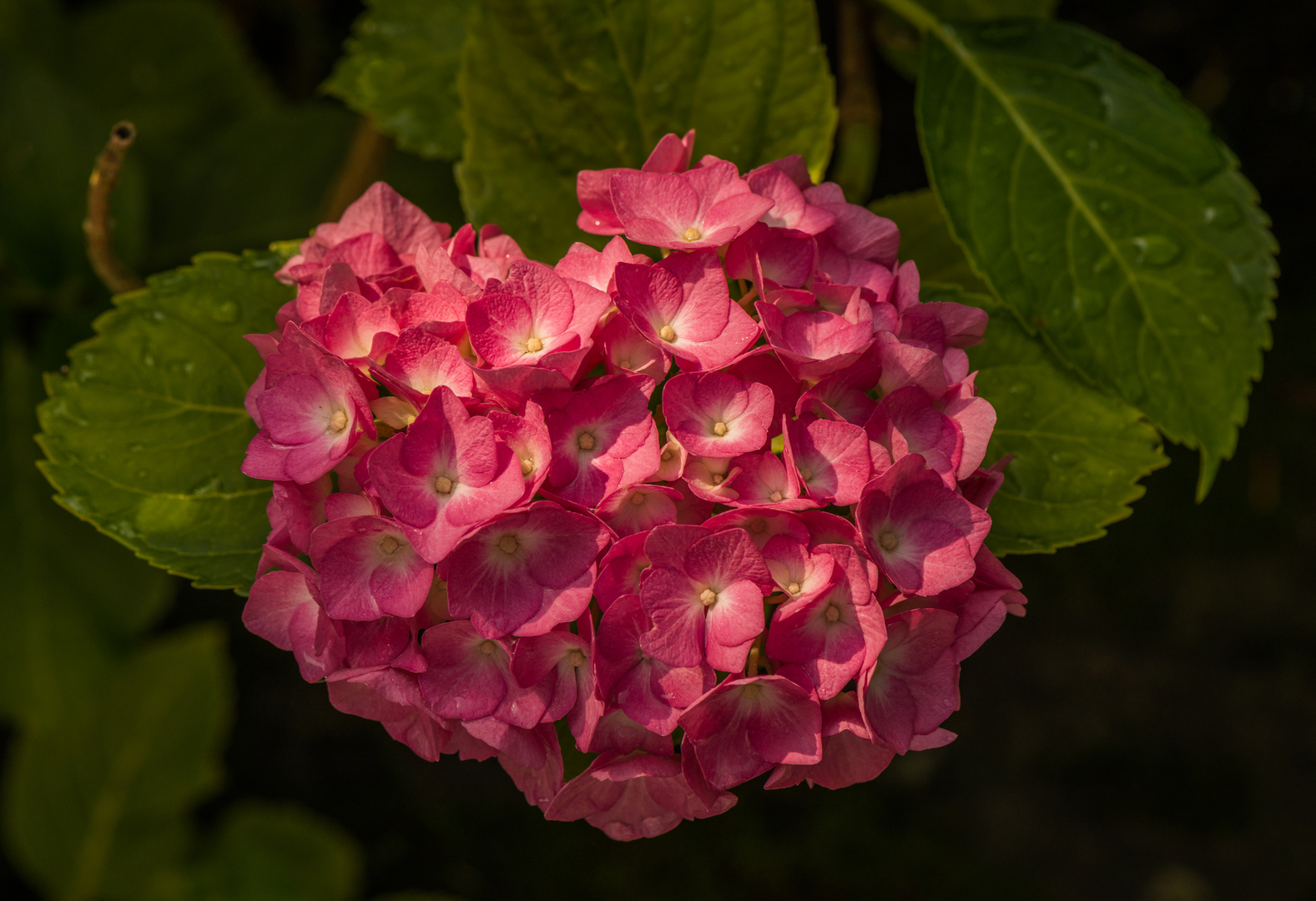 Hortensie