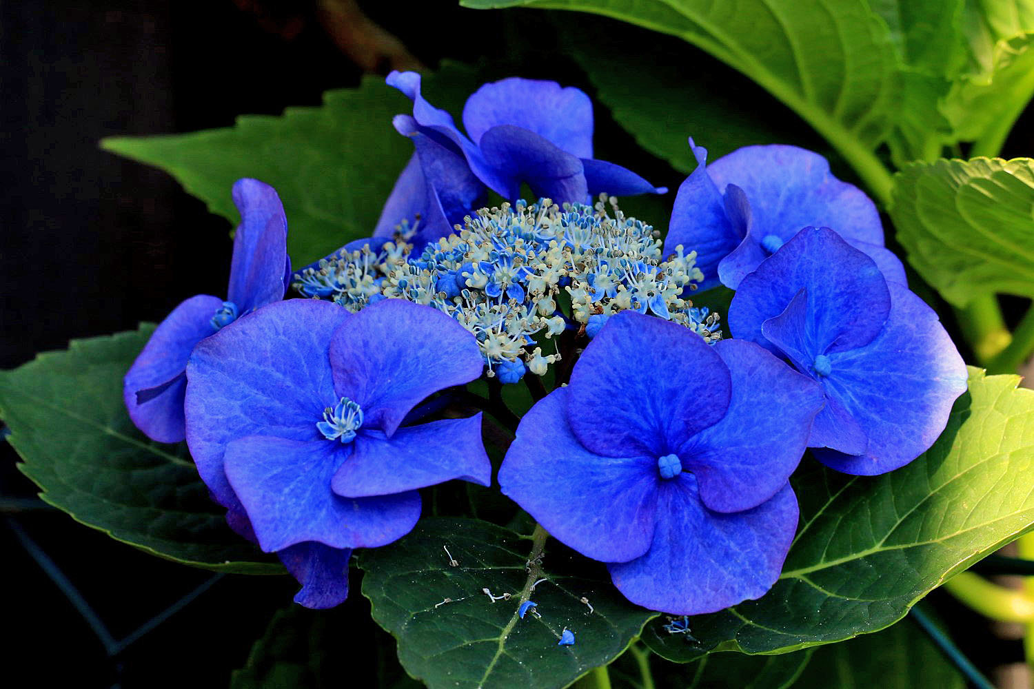 Hortensie