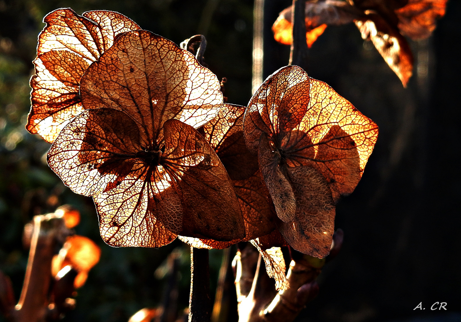 Hortensie