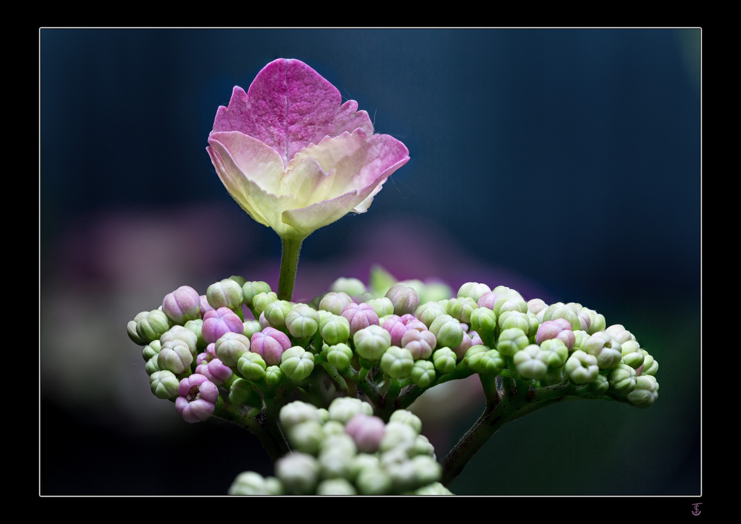 Hortensie als Fotomodel