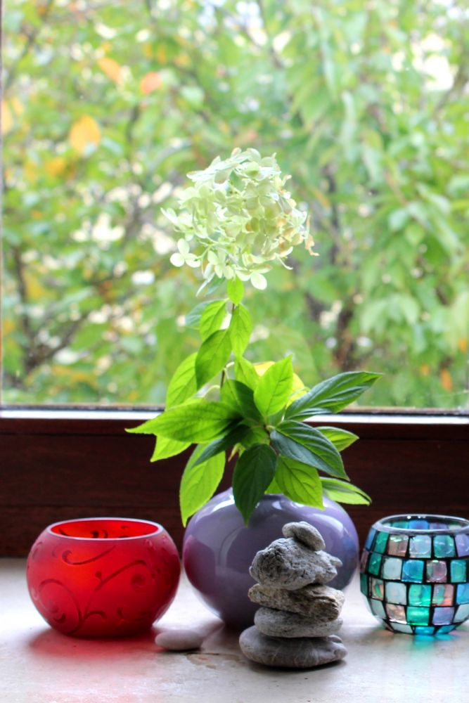 Hortensie am Fenster