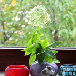 Hortensie am Fenster