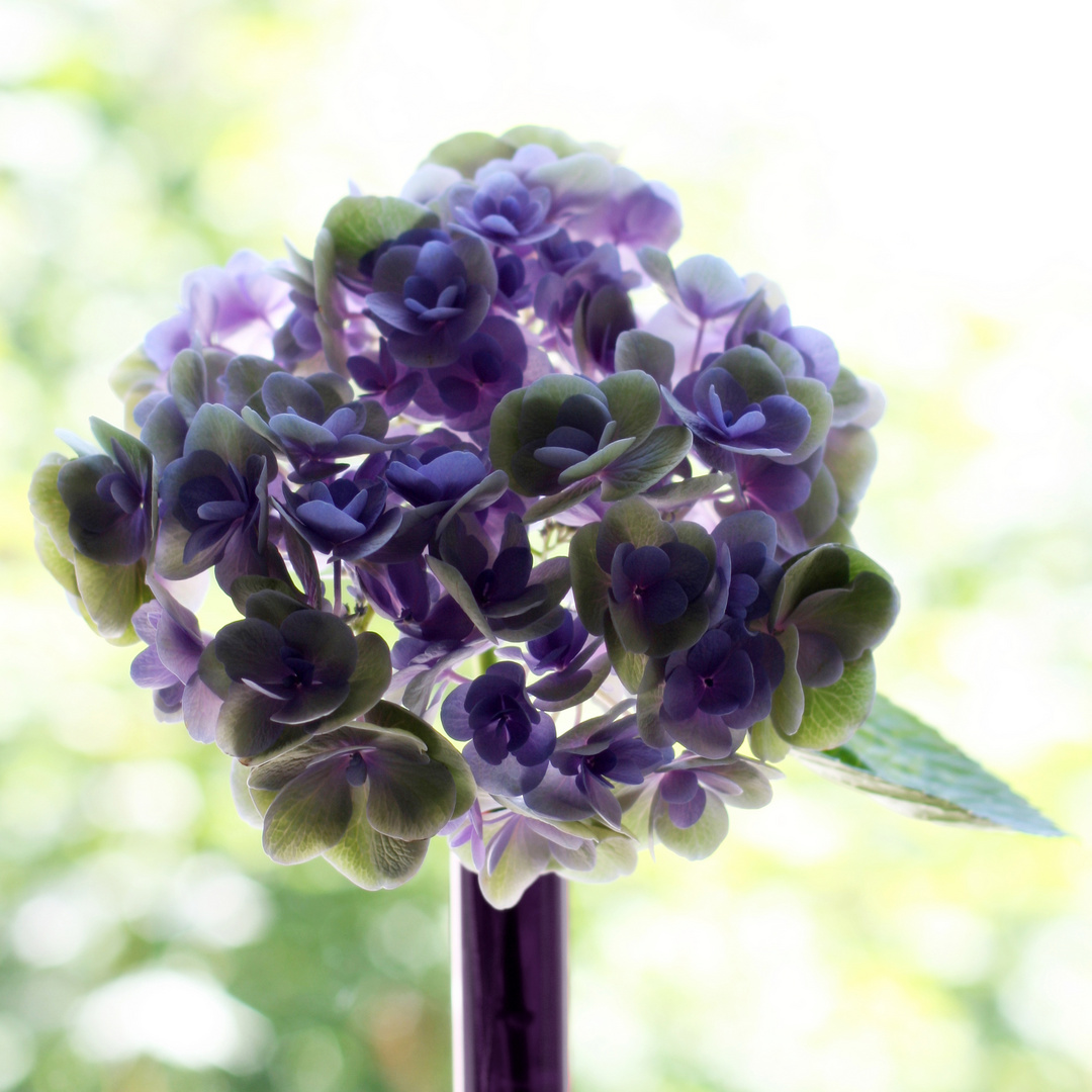 Hortensie am Fenster