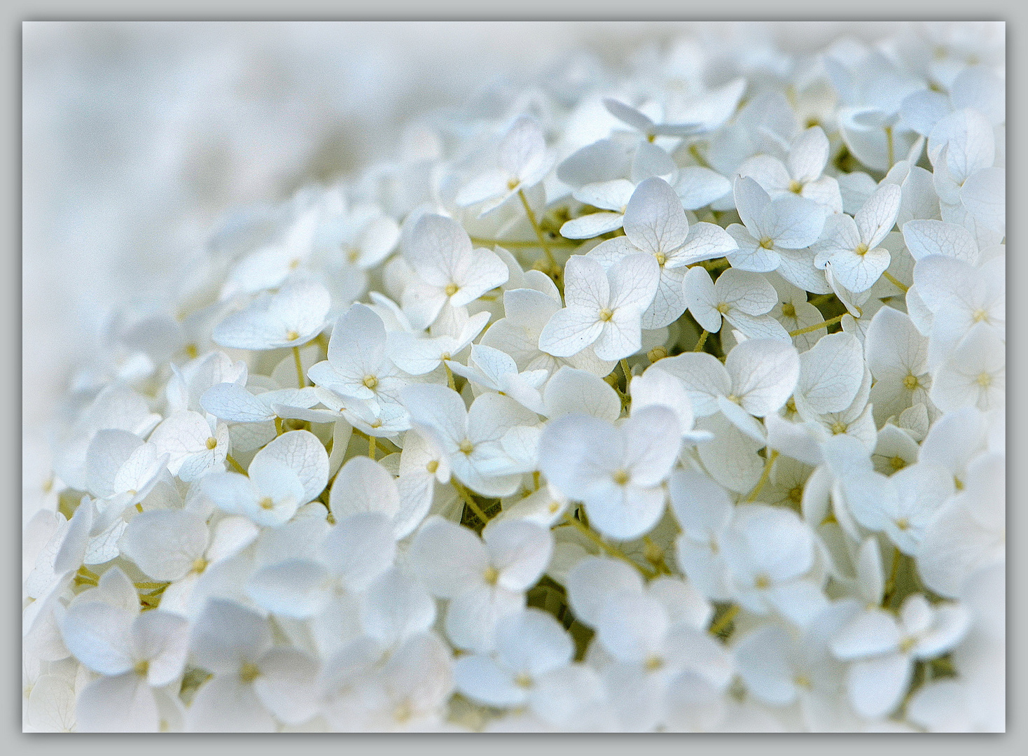 Hortensie  -  Annabell -  cremefarben...