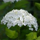 Hortensie Annabelle