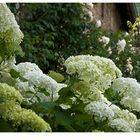 Hortensie 'Annabelle'