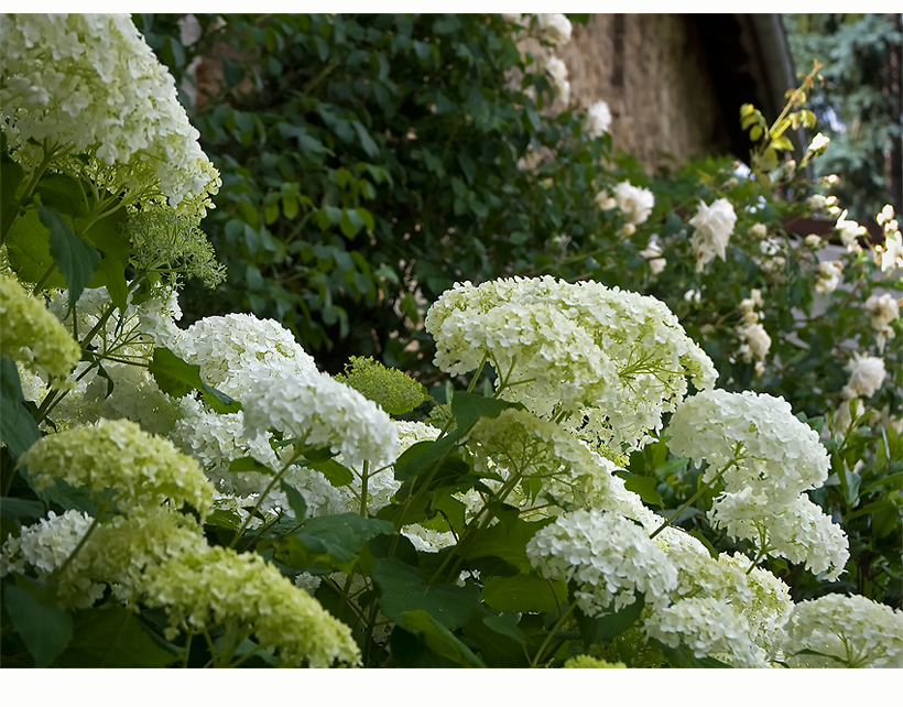 Hortensie 'Annabelle'