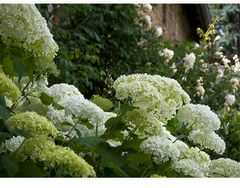 Hortensie 'Annabelle'