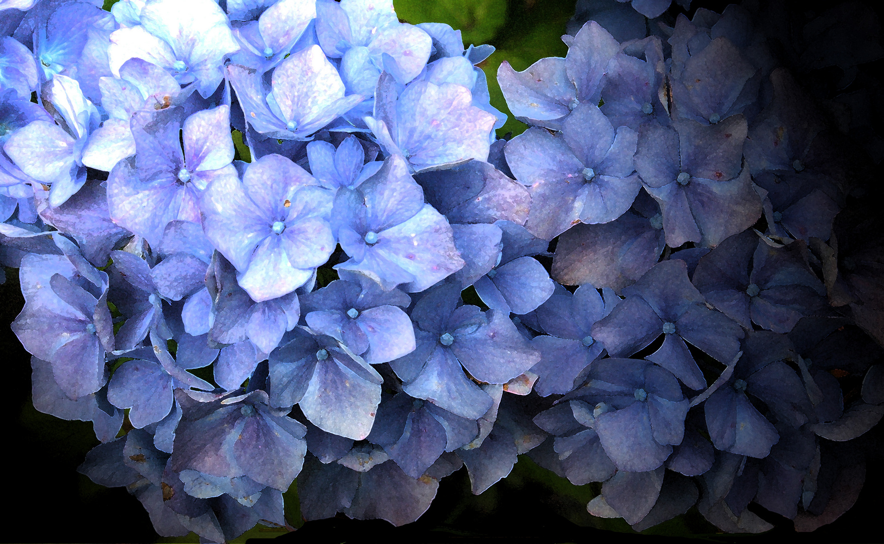 Hortensie Aquarell