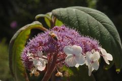 Hortensie Aspera