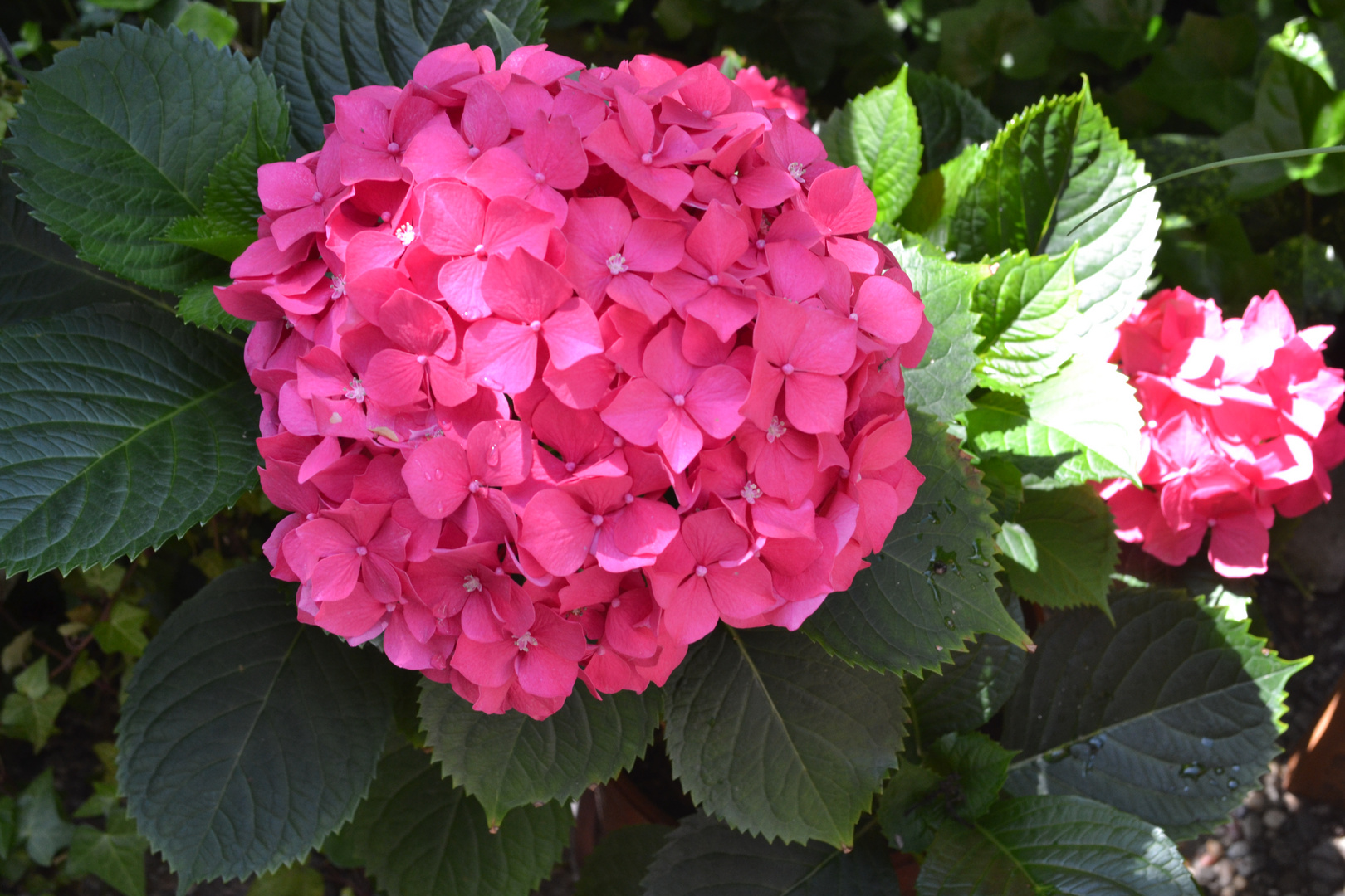 Hortensie auf der Terrasse 