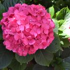 Hortensie auf der Terrasse 