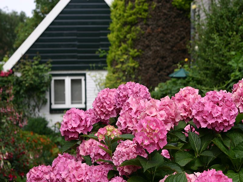 Hortensie auf Texel in der Stadt De Waal