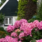 Hortensie auf Texel in der Stadt De Waal