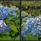 HORTENSIE Auffällige Erscheinung im Sommer 