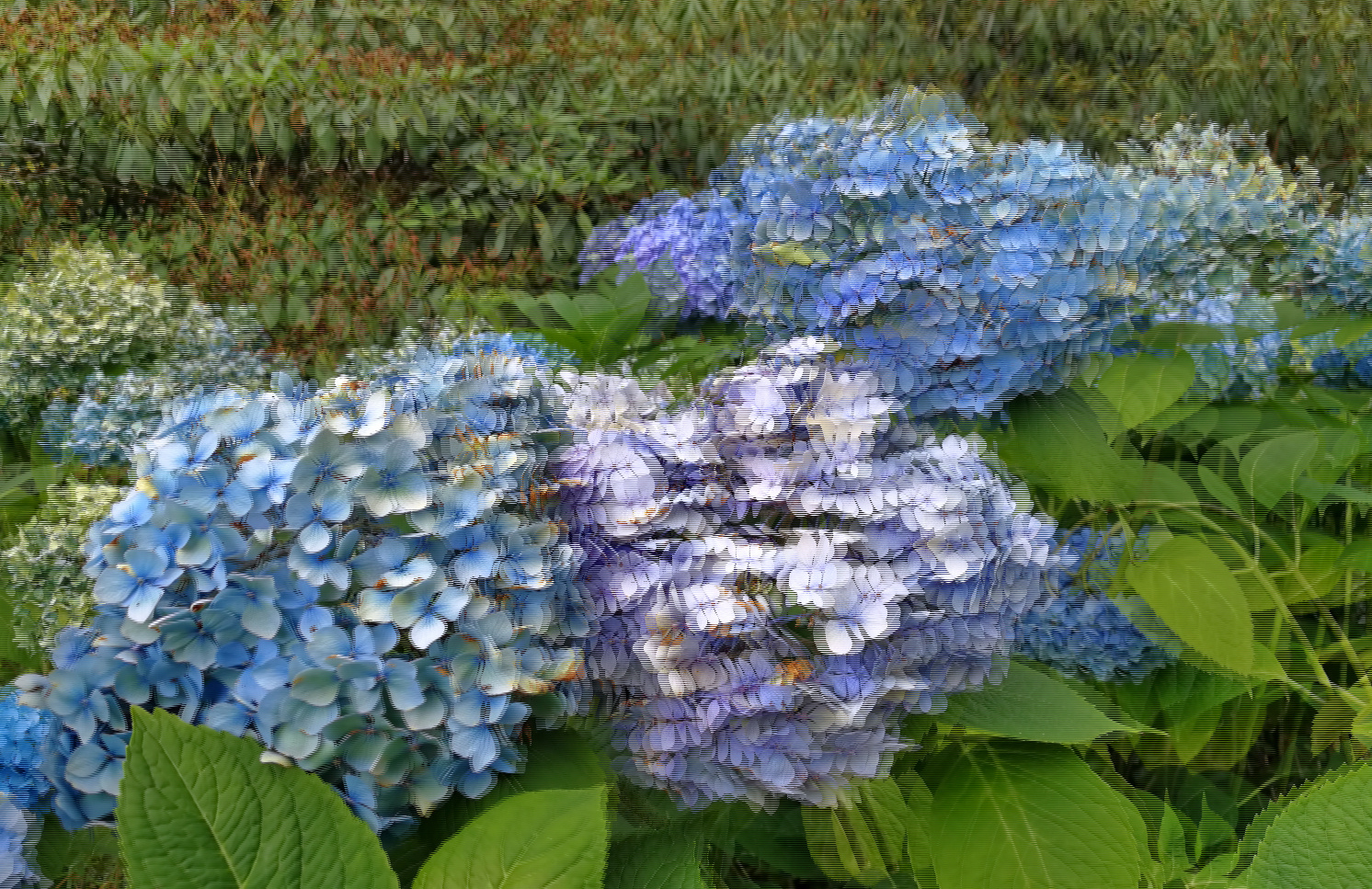 HORTENSIE Auffällige Erscheinung im Sommer 