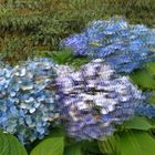 HORTENSIE Auffällige Erscheinung im Sommer 