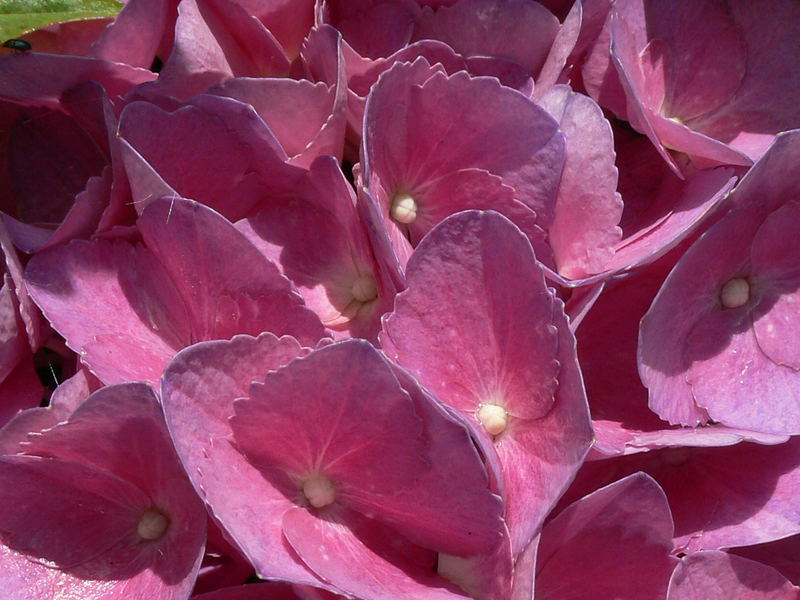 Hortensie aus der Nähe