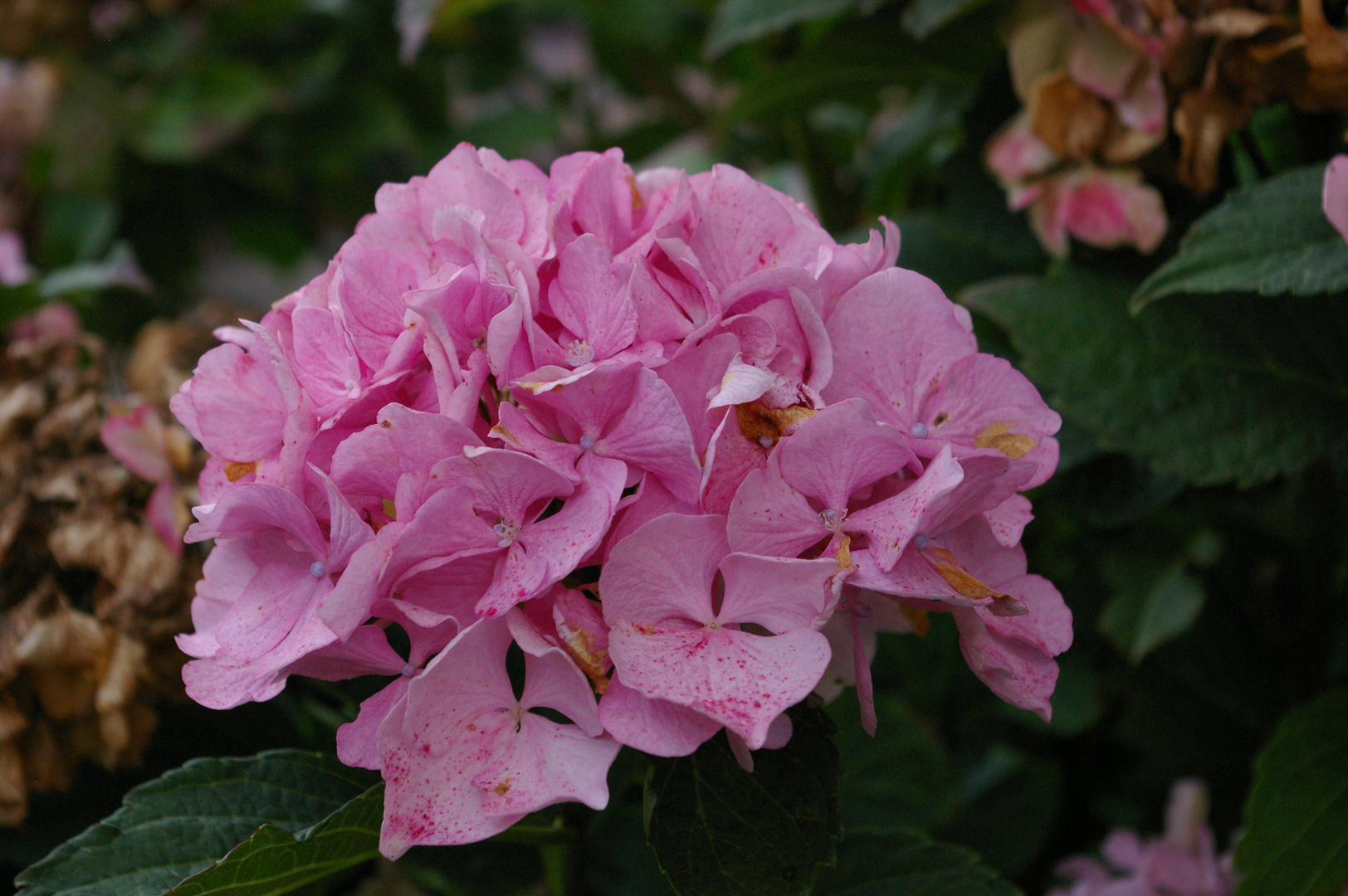 Hortensie