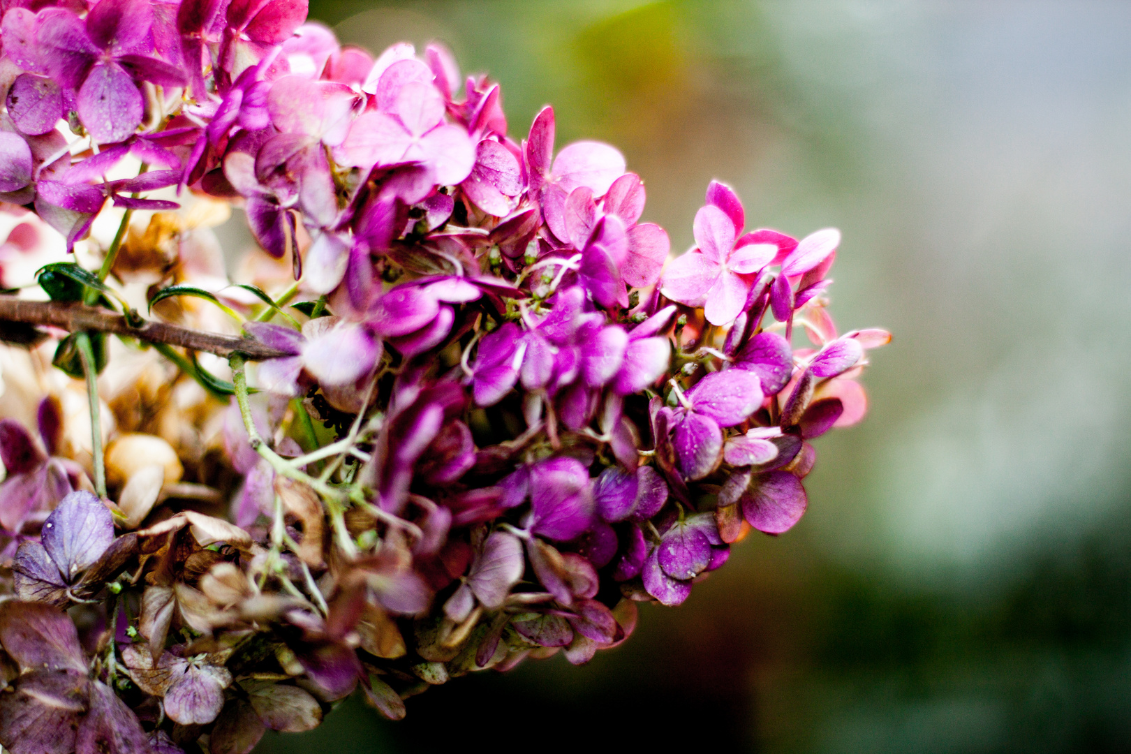 Hortensie