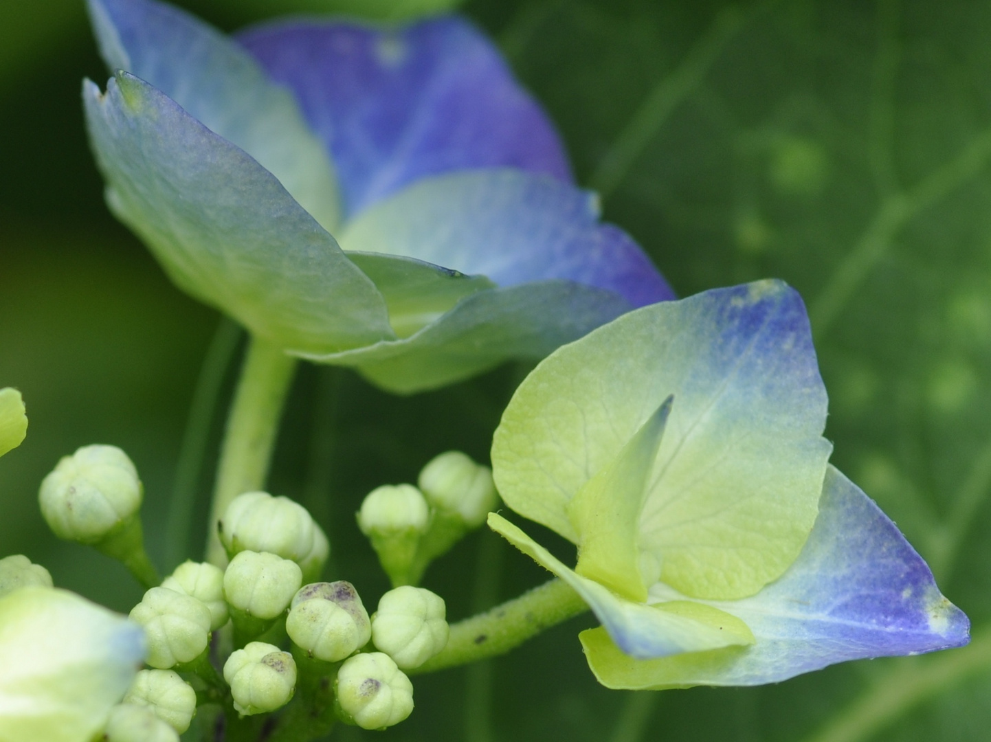 Hortensie