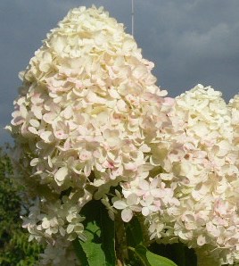 Hortensie