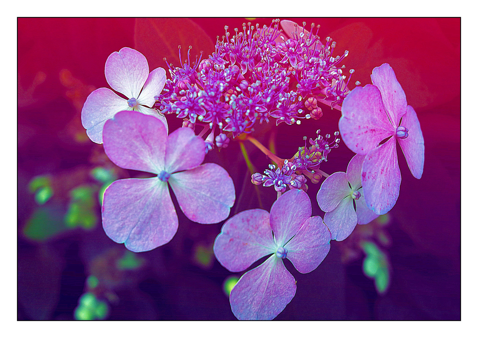 Hortensie