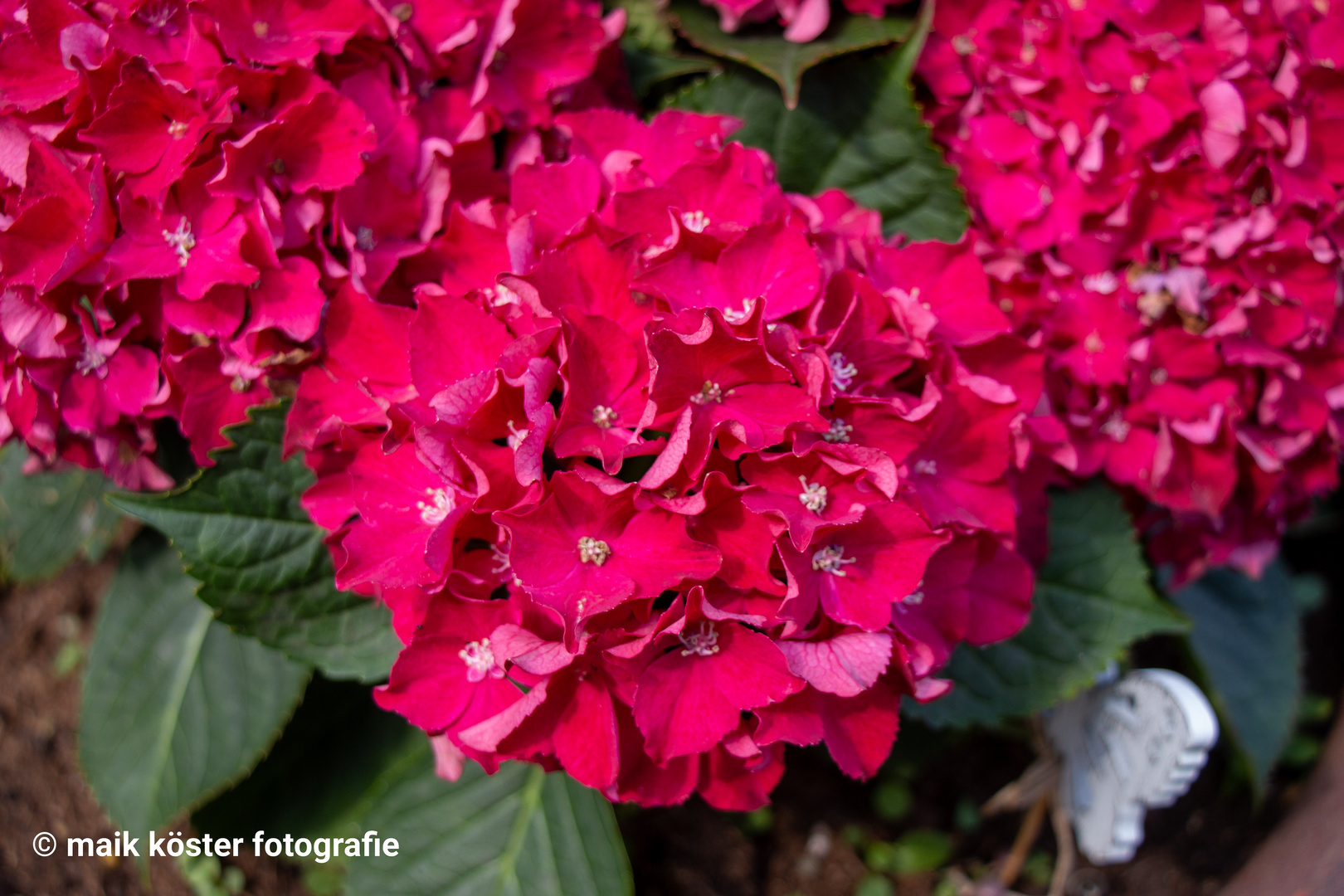 Hortensie 