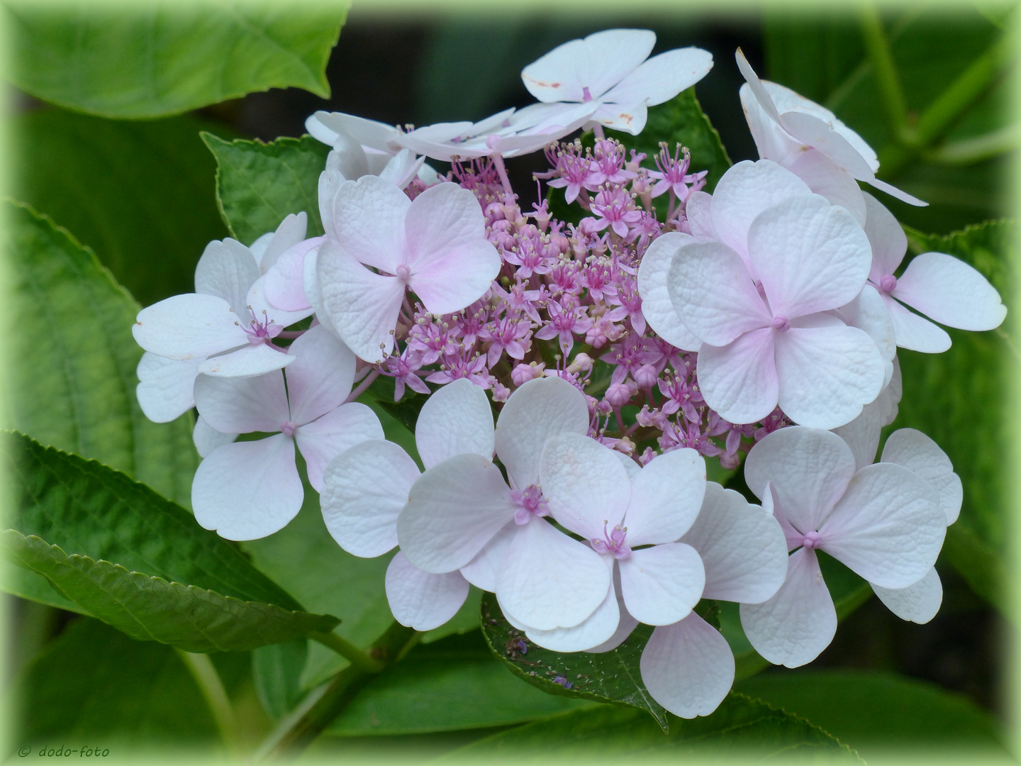 ° HORTENSIE °