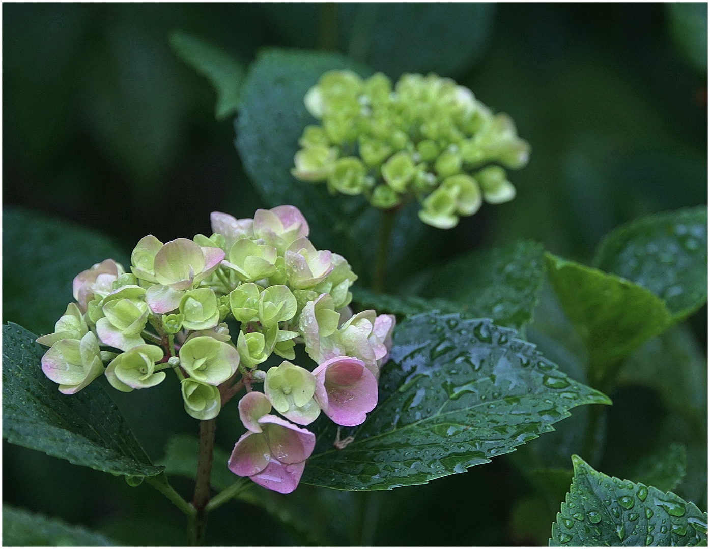 Hortensie