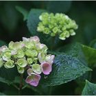 Hortensie