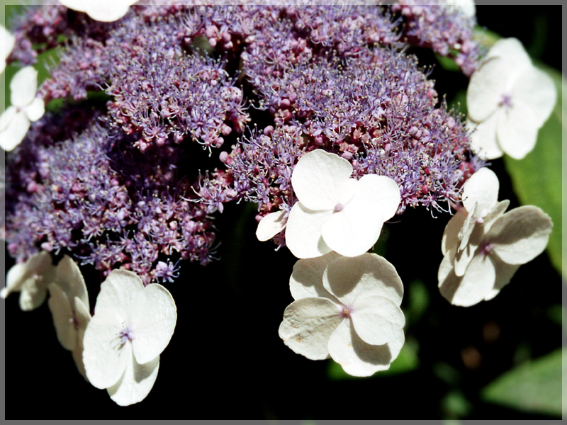 Hortensie