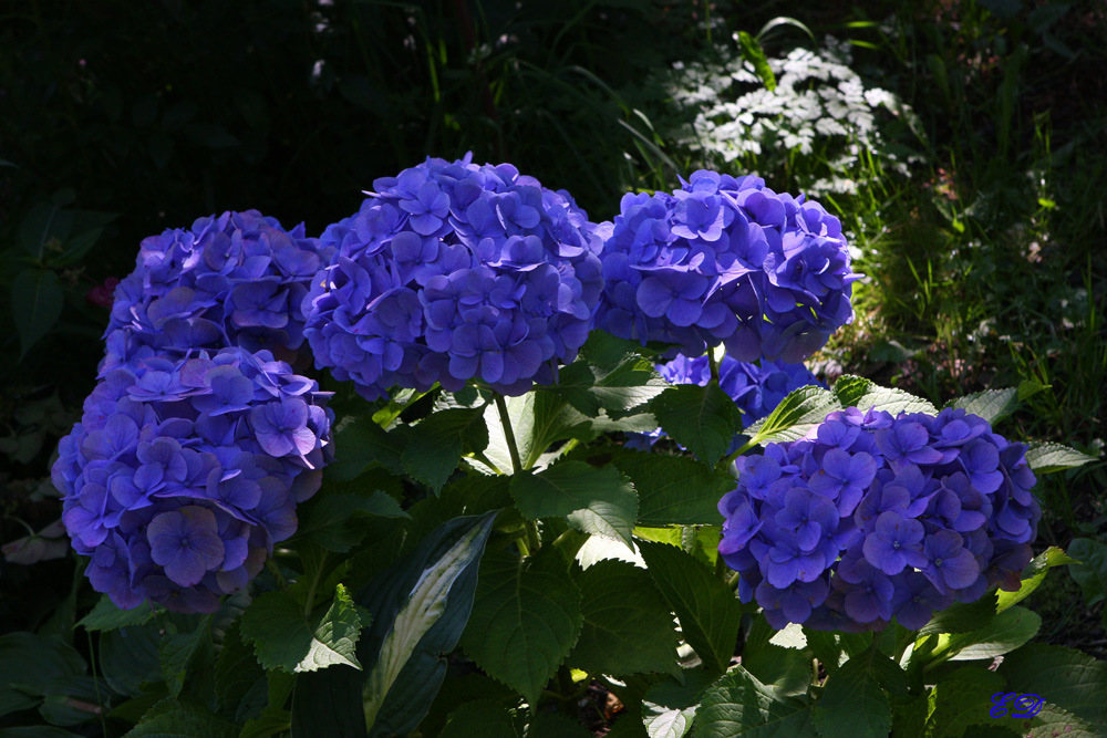 Hortensie