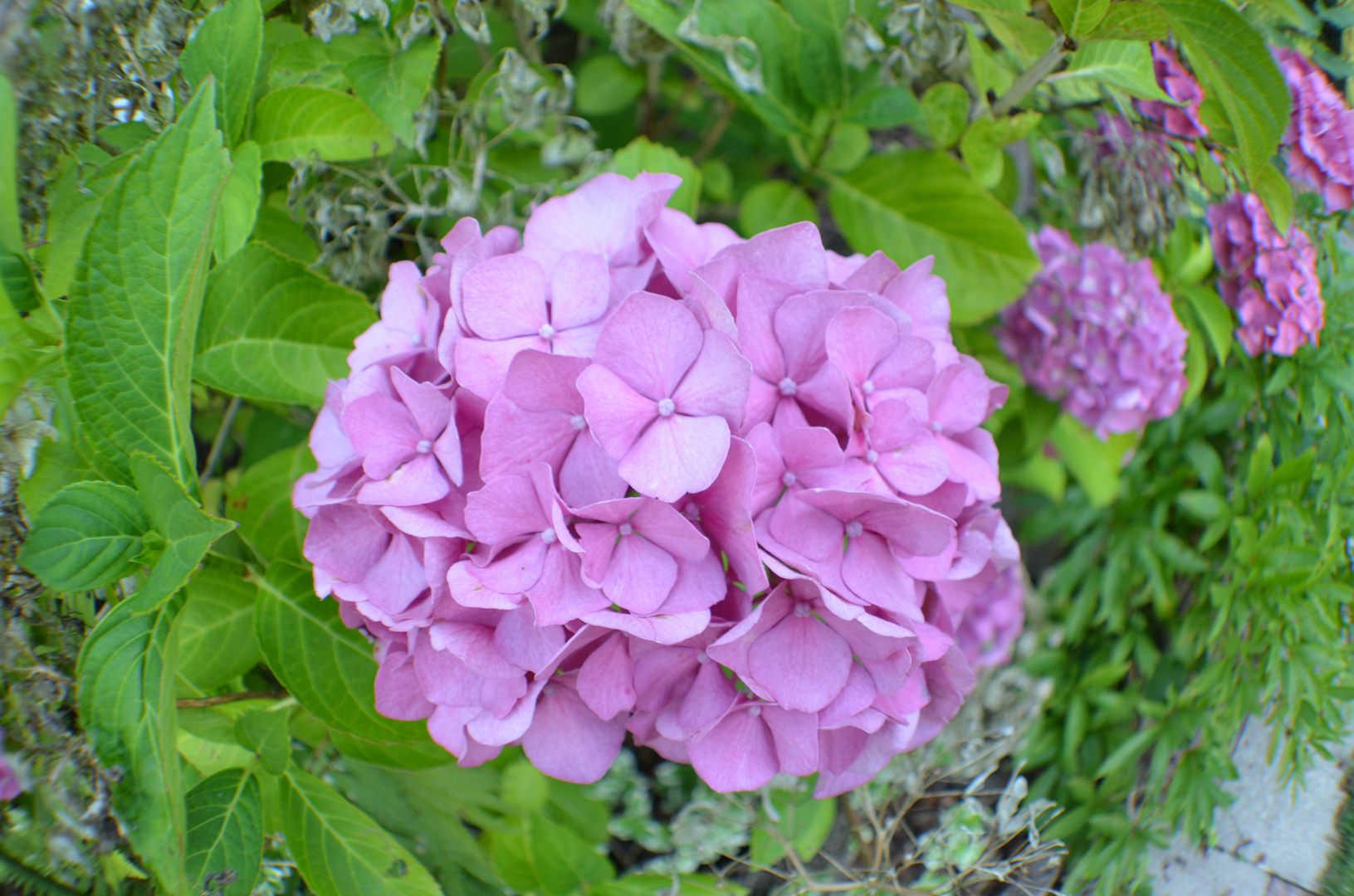 Hortensie