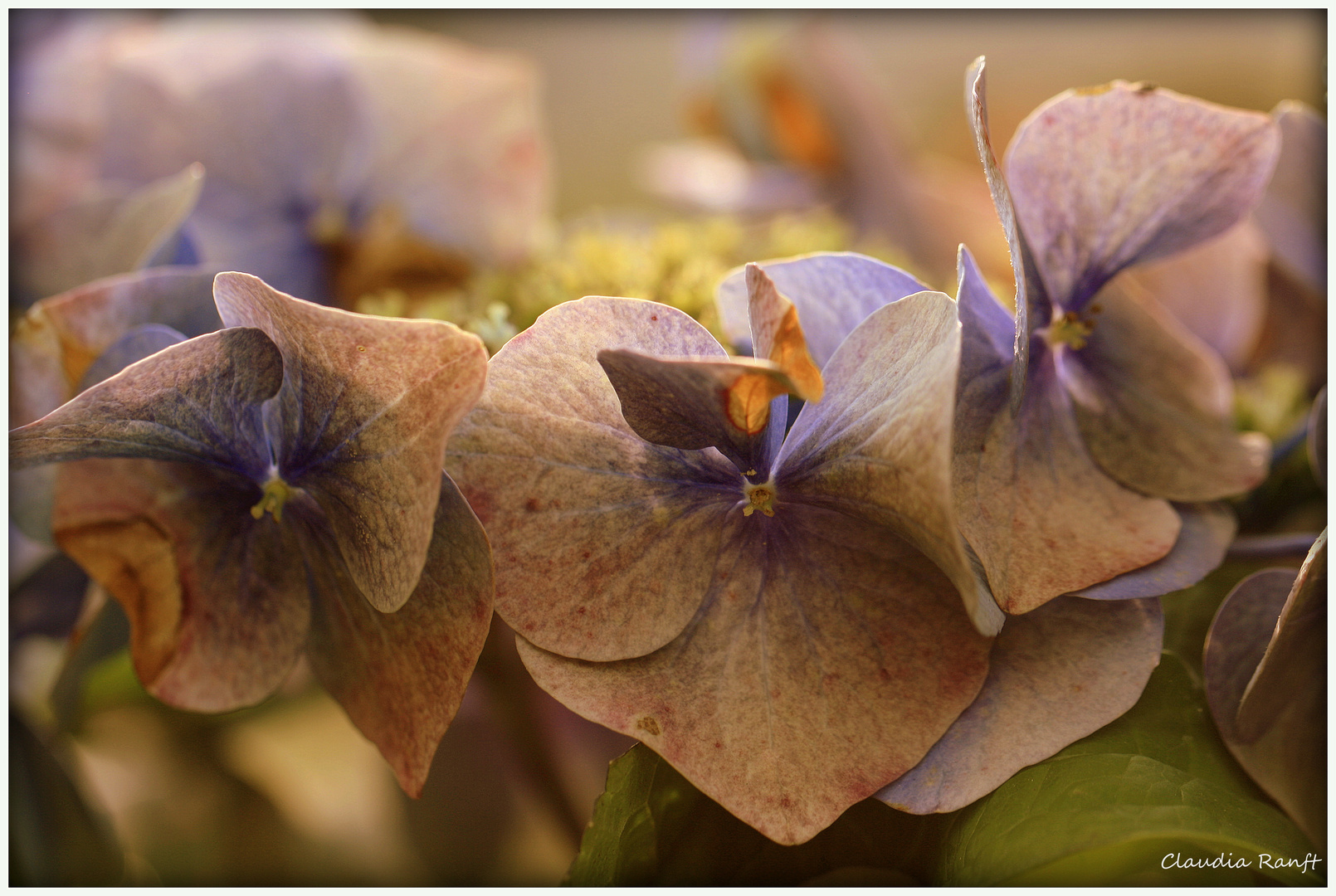 Hortensie