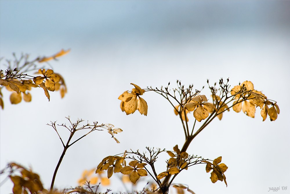 Hortensie bei 400mm